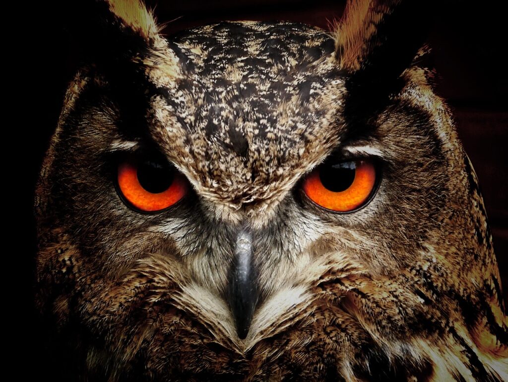 owl, bird, animal-50267.jpg