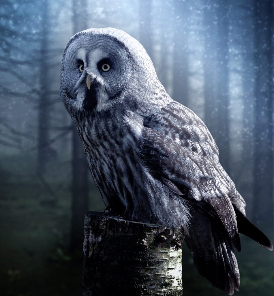 owl, bird, perched-1727370.jpg