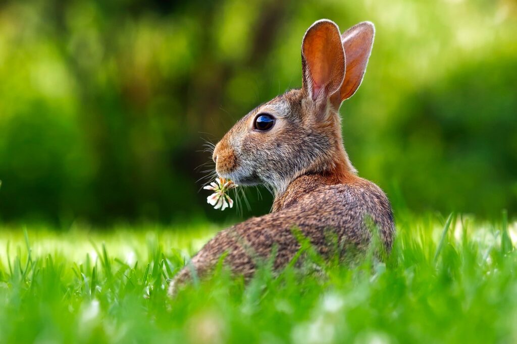 rabbit, bunny, hare-1903016.jpg