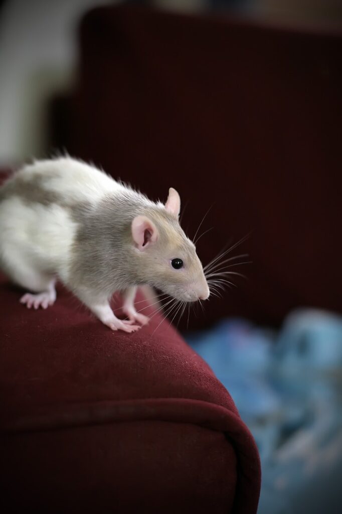 rat, animal, pet-170943.jpg