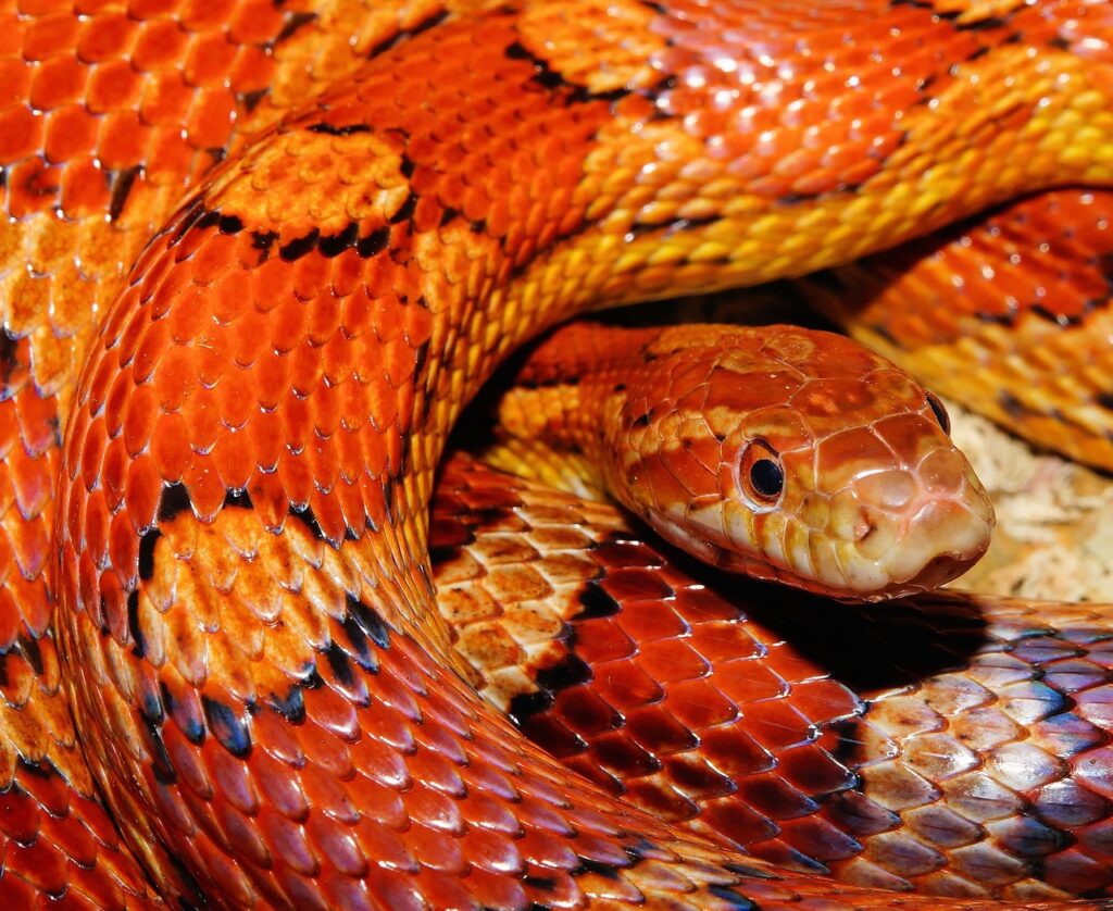 snake, reptile, animal-579682.jpg