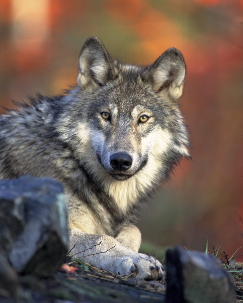 wolf, animal, wildlife-62898.jpg