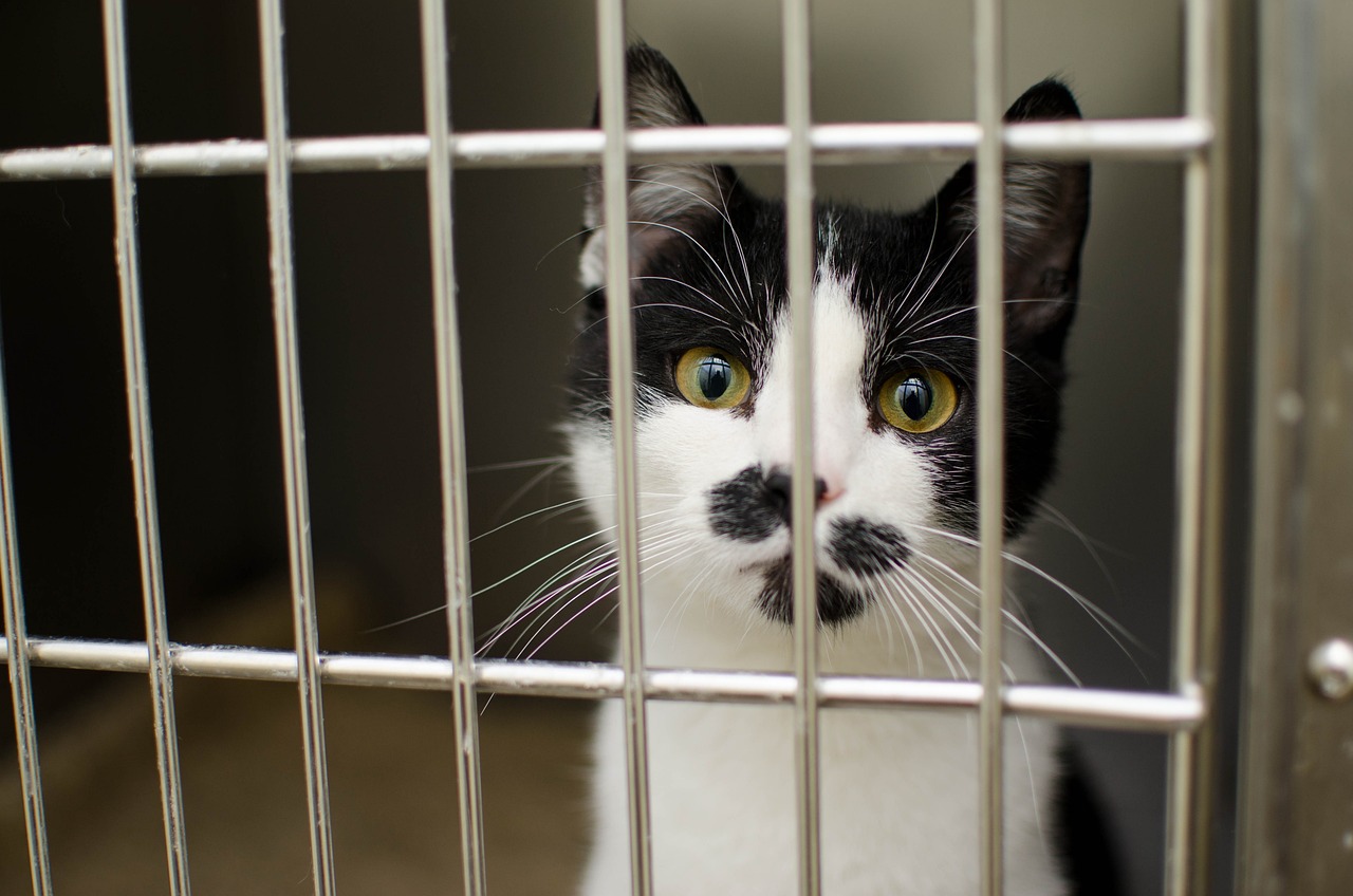 cat, sadness, sad-3041236.jpg